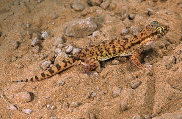 istock Sindh Sand Gecko, Crossobamon orientalis, Rare gecko from Rajasthan, India 1165667158