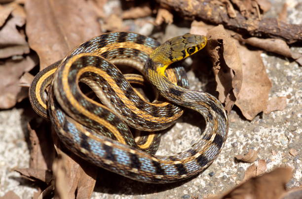 istock Striped Keeled Back, Amphiesma stolata 1165667161