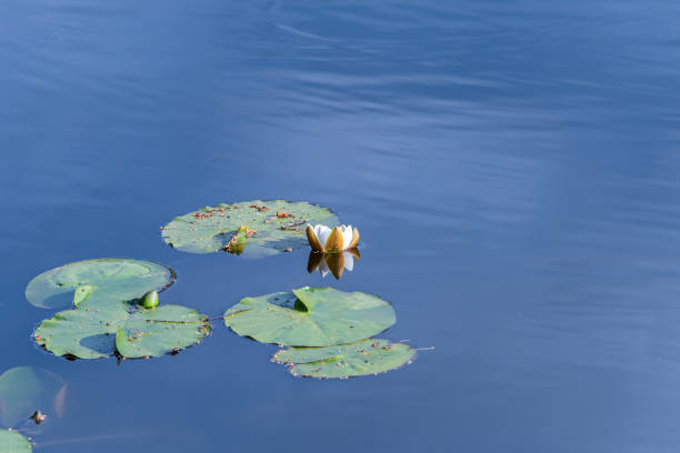 istock Tender beautiful lotus (Nymphaea) in a forest lake. 1165667167