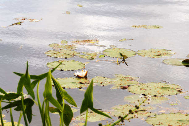 istock Tender beautiful lotus (Nymphaea) in a forest lake. 1165667174