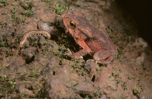 istock Bufo Koynaensis. Koyna toad. Rarely available. Thought to be extinct for several years. Amboli, Maharashtra, India 1165667194