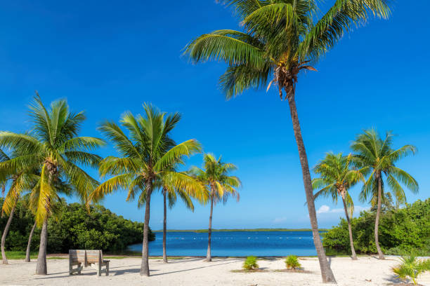 Coco palms on Sunny beach and Caribbean sea Coconut palms on Sunny beach and Caribbean sea in Key Largo, Florida. key largo stock pictures, royalty-free photos & images