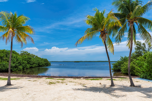Coconut palms on Sunny beach and Caribbean sea in Key Largo, Florida.