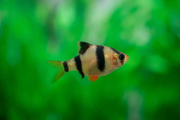 istock barb in the aquarium close - up ( Puntigrus tetrazona ) 1165667250