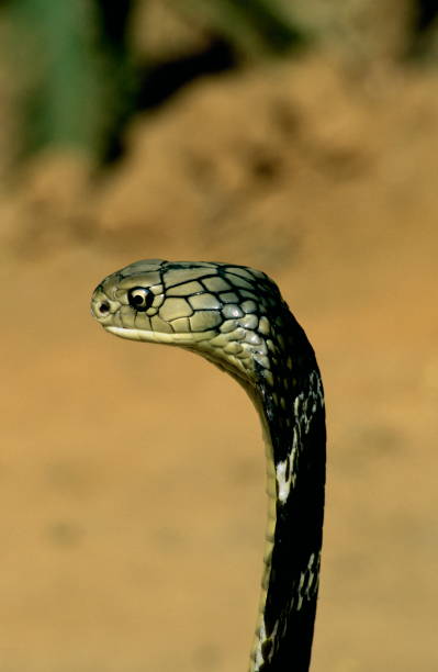 istock Kingcobra at Patia, Bhubaneswar, India 1165667839