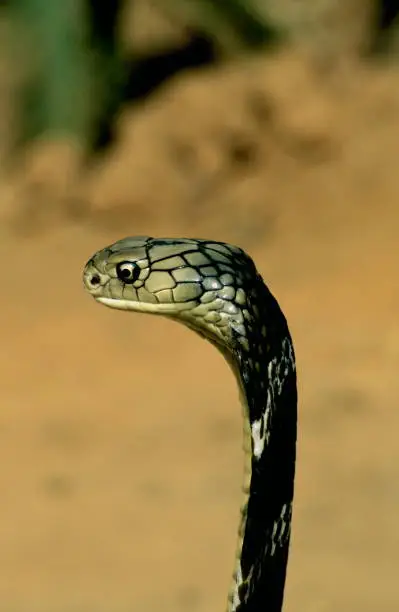 Kingcobra at Patia, Bhubaneswar, India