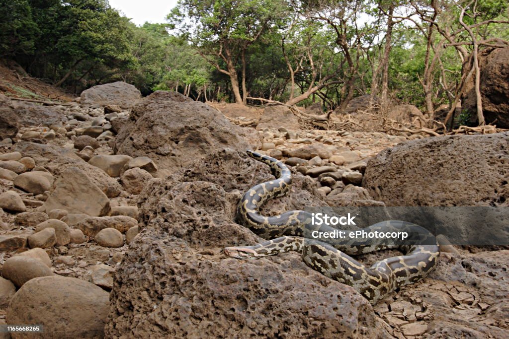 Indian Rock Python Called Ajgar In Hindi Python Molurus Is A ...