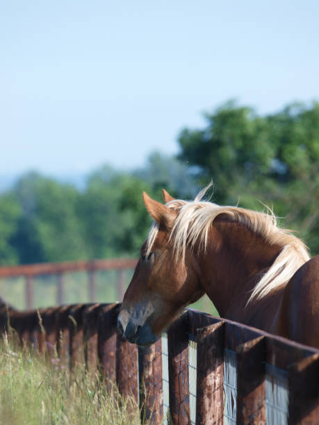 istock Rare Breed Suffolk Punch 1165668354
