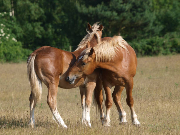 istock Rare Breed Suffolk Punch 1165668447
