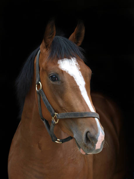 istock Beautiful Horse Head Shot 1165668476