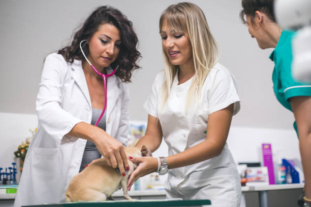 istock Teamwork veterinarian examining the sick dog 1165670877