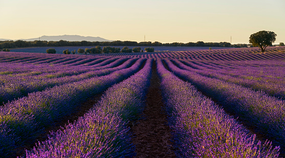 A field of lavender appears in the photograph