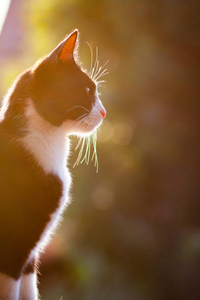 istock cute little black and white cat 1165671181