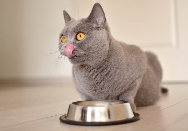 Pregnant british shorthair cat with expressive orange eyes waiting for Food.  Cat licks his lips. Cat's tongue. stock photo