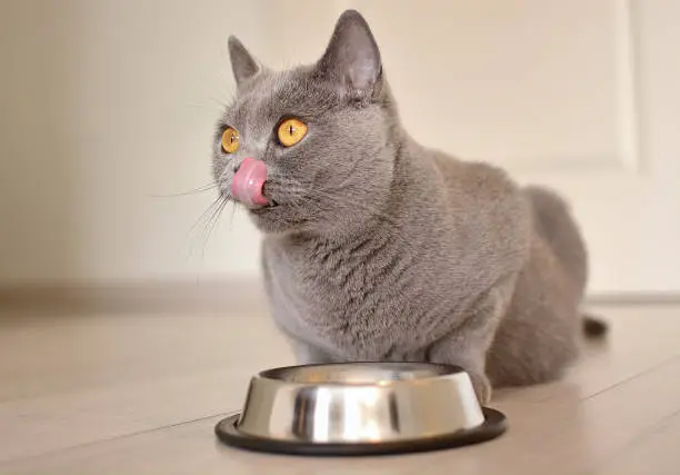 Photo of Pregnant british shorthair cat with expressive orange eyes waiting for Food.  Cat licks his lips. Cat's tongue.