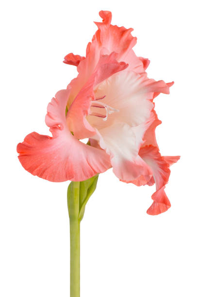 kwiat wyizolowany na białym - gladiolus orange flower isolated zdjęcia i obrazy z banku zdjęć