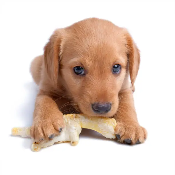 eight week old russian spaniel puppy gnaws chicken feet toy isolated on white background