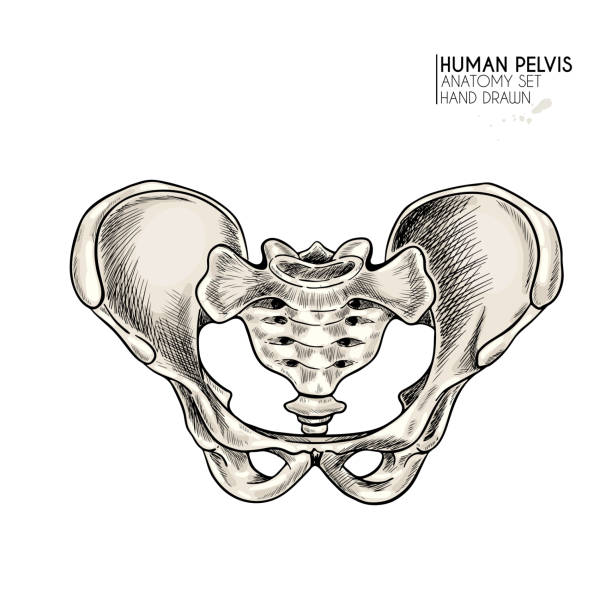 hand gezeichnete anatomie-set. vektor menschliche körperteile, knochen. beckenknochen. vintage medizinische illustration. verwenden sie für haloween poster, medizinische atlas, wissenschaft realistisches bild. - pelvic bone stock-grafiken, -clipart, -cartoons und -symbole