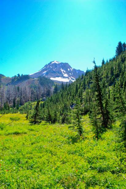istock Mount Hood, alpine meadow and forest 1165677824
