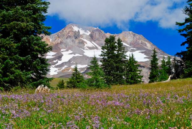 istock Mount Hood Peak with wildflowers 1165679014