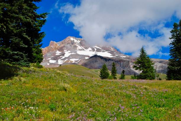 istock Mount Hood Peak with wildflowers 1165679015