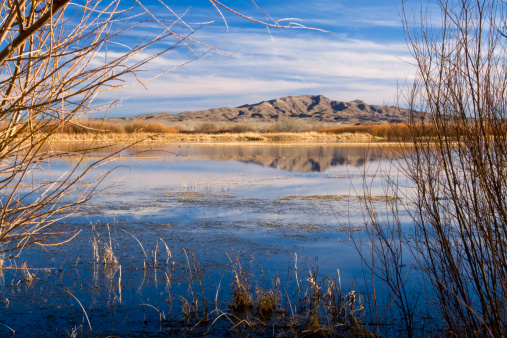 Bosque del Apache wildlife sanctuary near Socorro, NM