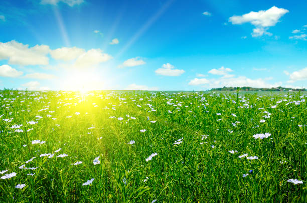 istock Field with flowering flax and sun rise on blue sky. 1165680819