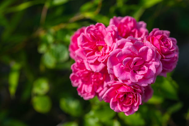 istock individual flowers  are in focus 1165682988