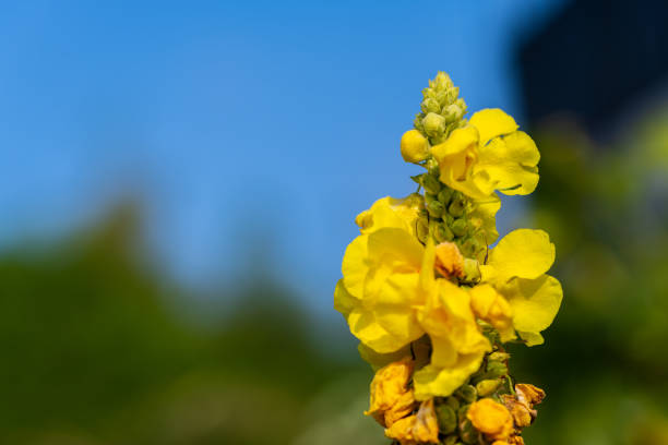 A macro photograph of a yellow wildflower in a natural landscape, showcasing the intricate details of this terrestrial plants vibrant petals and slender twig