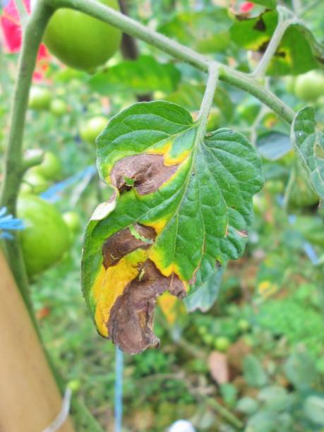 istock Symptoms of disease in tomato 1165684369