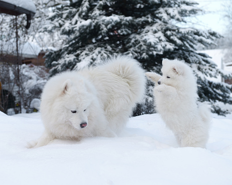 Samoyed dog