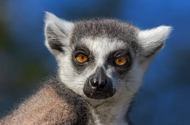 Portrait of a ring-tailed lemur (Lemur catta).