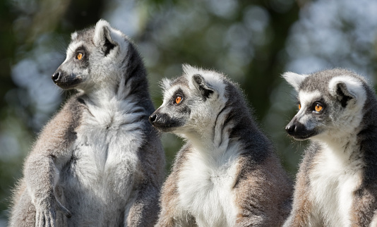 Portraits of three ring-tailed lemurs. Focus on the animal in the middle.