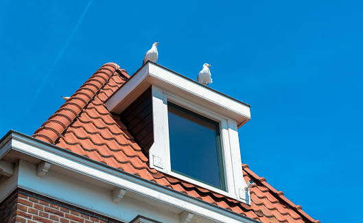 Two seagulls on a dormer window at the top of a roof in Volendam, Netherlands