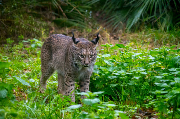 The Iberian lynx (Lynx pardinus) is a wild cat species native to the Iberian Peninsula in southwestern Europe that is listed as Endangered on the IUCN Red List. It preys almost exclusively on the European rabbit. el lince ibérico (lynx pardinus) es una especie de gato salvaje nativa de la península ibérica en el suroeste de europa que está catalogada como en peligro en la lista roja de la uicn. se aprovecha casi exclusivamente del conejo europeo.