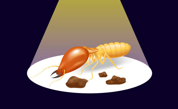 ilustrações de stock, clip art, desenhos animados e ícones de illustration termite on the dark background and spotlight shine, insect species termite ant eaten wood decay and damaged wooden bite, cartoon termites clip art, animal type termites or white ants - ant underground animal nest insect