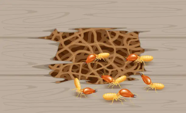 Vector illustration of illustration termite nest at wooden wall, burrow nest termite and wood decay, texture wood with nest termite or white ant, background damaged white wooden eaten by termite or white ants