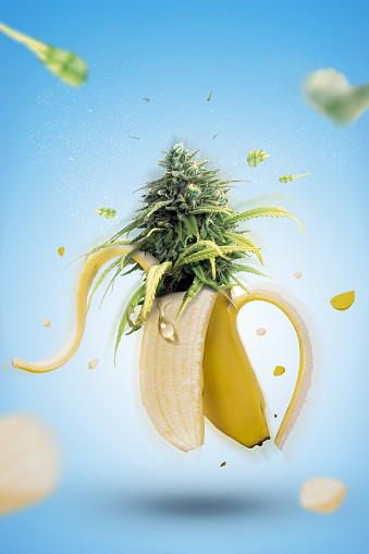 Banana fruit explosion with marijuana