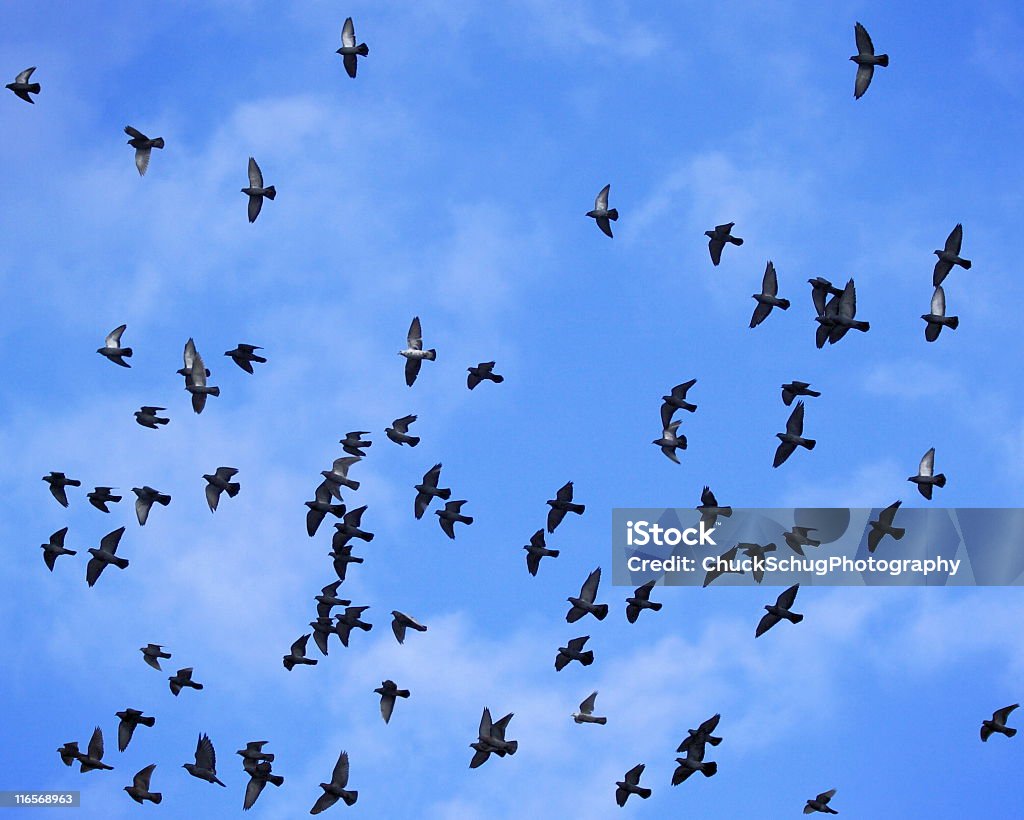 Uccello di piccione Stormo di volo di migrazione - Foto stock royalty-free di Film