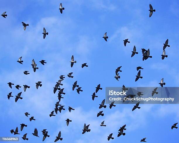 Uccello Di Piccione Stormo Di Volo Di Migrazione - Fotografie stock e altre immagini di Film - Film, Uccello, Formazione in volo