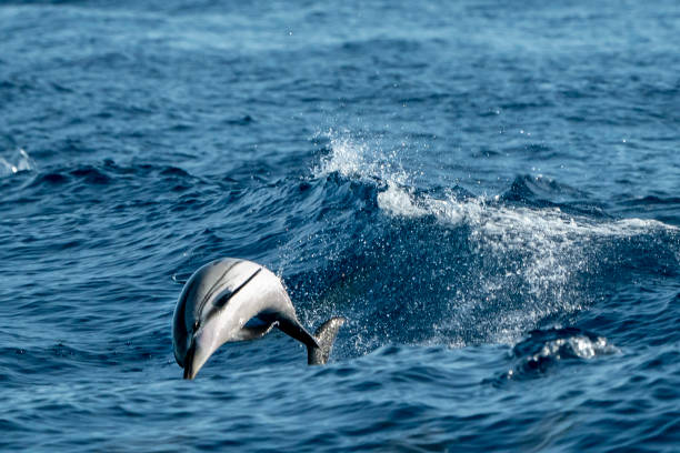 istock striped Dolphins while jumping in the deep blue sea 1165690948