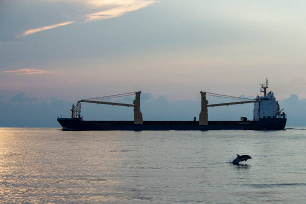 tanker ship with happy striped dolphin jumpin at sunset