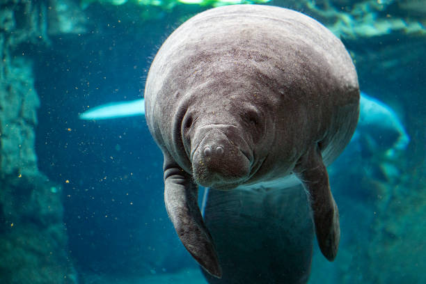 istock manatee close up portrait looking at you 1165691017
