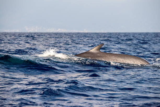 istock Fin Whale endangered specie rare to see 1165691223