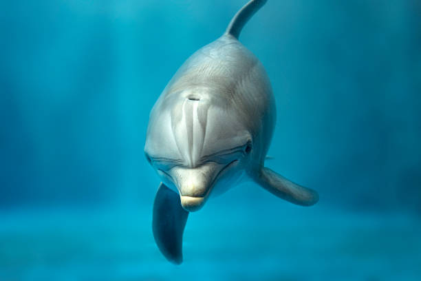 istock dolphin underwater looking at you 1165691225