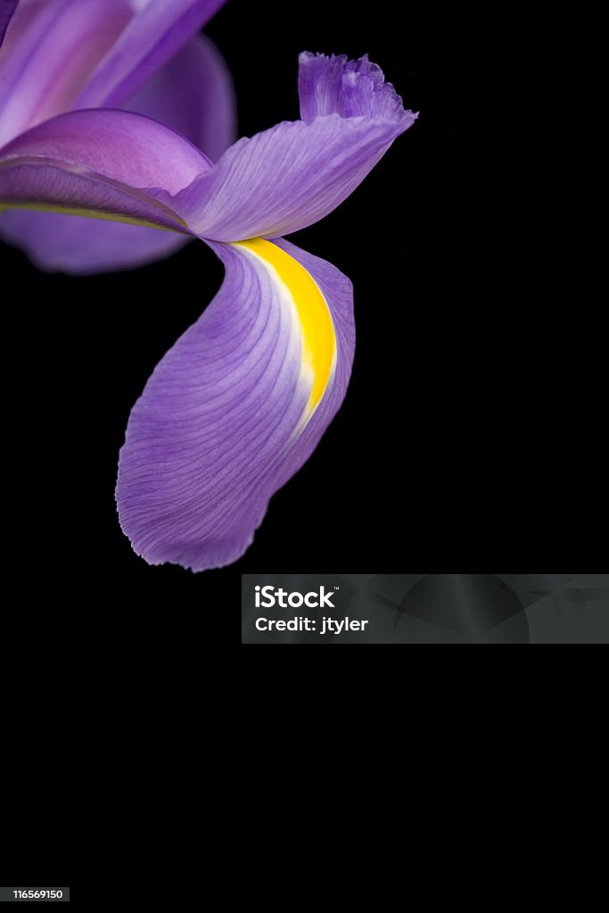 Iris auf Schwarz - Lizenzfrei Bildschärfe Stock-Foto