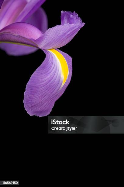 Iris Auf Schwarz Stockfoto und mehr Bilder von Bildschärfe - Bildschärfe, Blume, Blütenblatt