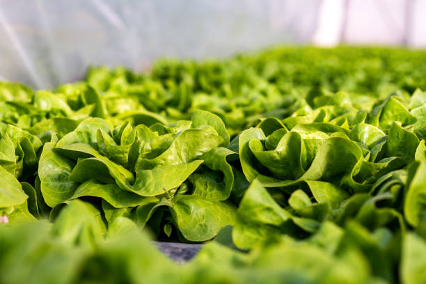 istock Rows of fresh lettuce plants 1165692381