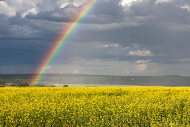 istock Rainbow on the cloudy sky after the rain. Yellow flowering fields 1165692457