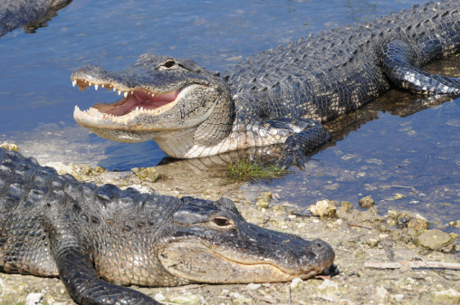 Nile Crocodile - Crocodylus niloticus large crocodilian native to freshwater habitats in Africa, laying on the riverside and opening mouth with big teeth. Big dangerous reptile in Uganda.